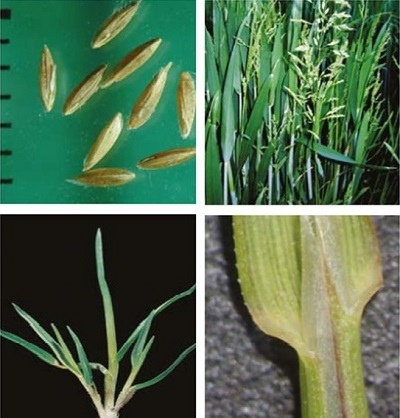 Rough-stalked meadow-grass at four growth stages